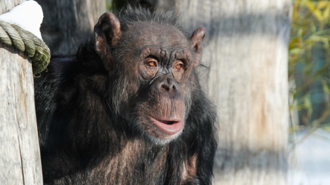 Шимпанзе из чешских зоопарков общаются между собой через видеосвязь. При отсутствии посетителей приматам не хватает развлечений