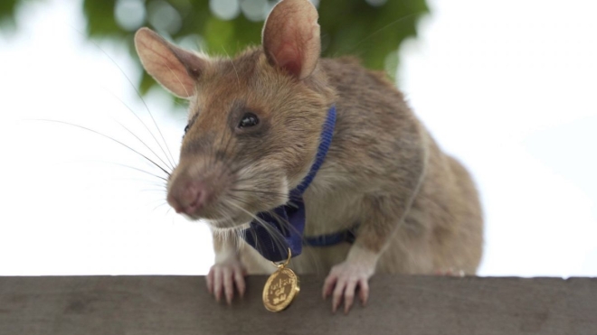 Дрессированная крыса в Камбодже получила медаль за храбрость. Она нашла 39 мин и 28 других боеприпасов