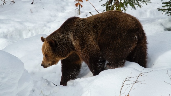 На Алясці літак під час посадки врізався у ведмедицю. Тварина загинула