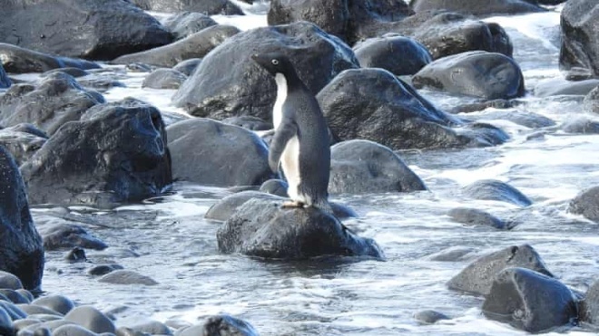 Антарктичний пінгвін доплив до Нової Зеландії. Він подолав 3 тисячі кілометрів, що велика рідкість