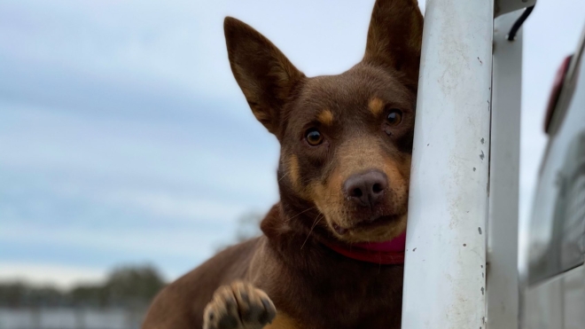 В Австралии фермеры продали собаку за рекордные 35,2 тысячи долларов