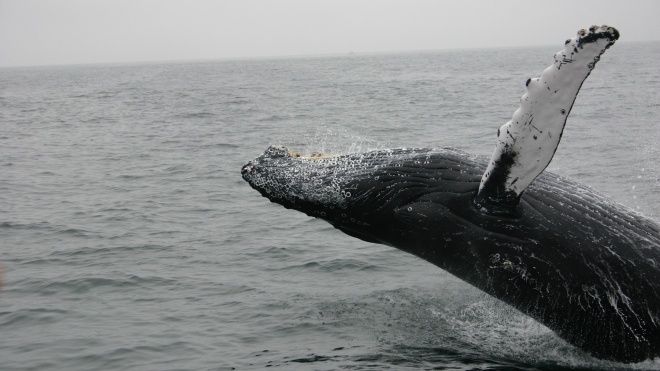 На Аляске горбатые киты запели еще лучше — из-за пандемии им не мешают круизные лайнеры