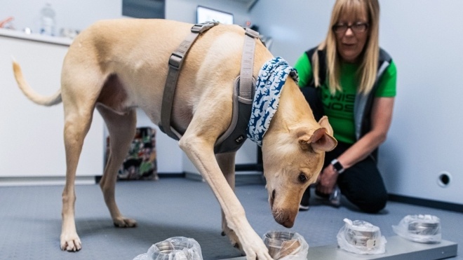 У фінському аеропорту пасажири з підозрою на коронавірус зможуть перевіритися за допомогою собак