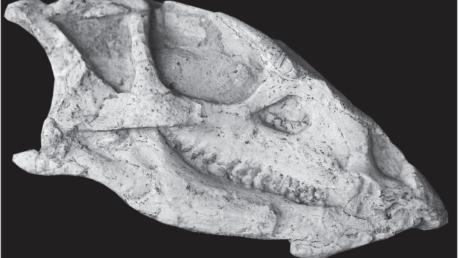 В Китае обнаружили останки динозавра, которым 125 миллионов лет. Сохранить их помогло извержение вулкана