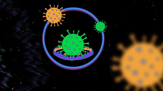 Учені придумали пастки, які обманюють і відволікають коронавірус від наших клітин. Можливо, це панацея. Головне — не перехитрувати самих себе