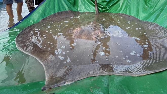 Cambodia has caught the worldʼs largest freshwater fish