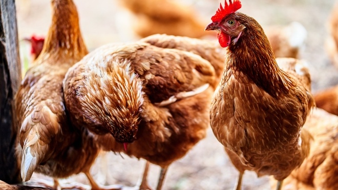 Власти Индонезии раздают живых цыплят жителям, которые хотят прививаться от коронавируса