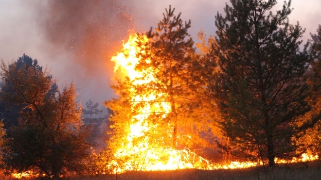 Из-за лесных пожаров в Луганской области погибли уже девять человек. Огонь повредил 250 зданий
