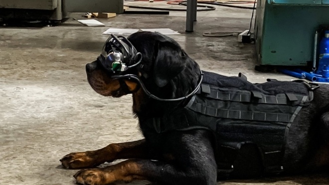 Армия США начала использовать очки с дополненной реальностью для дрессировки военных собак