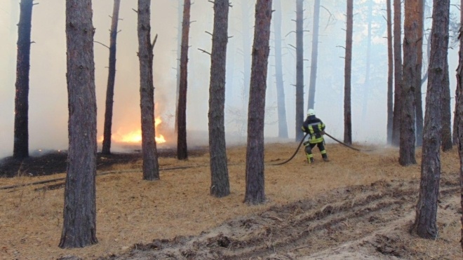 В Луганской области снова вспыхнули масштабные лесные пожары. Из-за сильного ветра огонь перекинулся на села — жителей эвакуируют