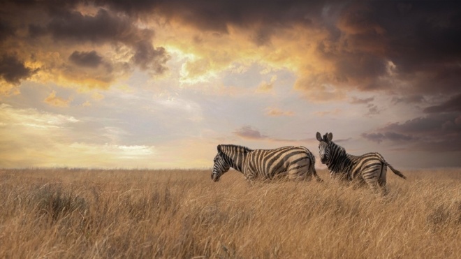 WWF: За полвека популяция диких животных в мире уменьшилась на 68%. Под угрозой теперь здоровье и благополучие людей