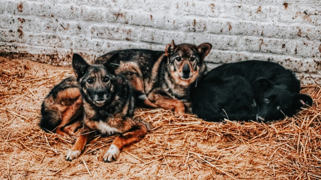 Собаки з притулку в Бородянці понад місяць були без води та їжі, але змогли вижити. Зараз ними опікуються волонтери, які шукають тваринам нових хазяїв — репортаж «Бабеля»