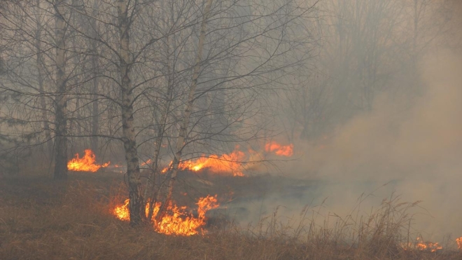 В Житомирской области три человека получили ожоги из-за выжигания травы. У одного из пострадавших поражено около 90% тела