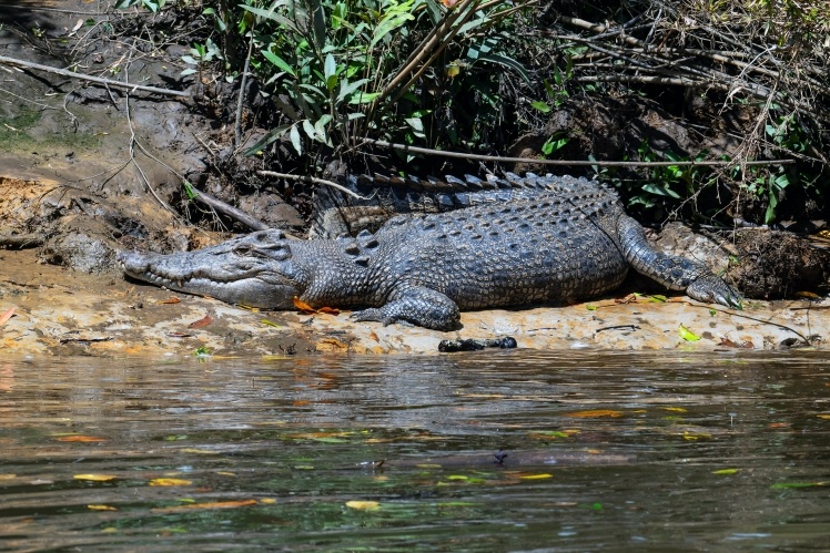 Трехметровая самка крокодила по имени «Дасти», которая живет на речке Дайнтри.
