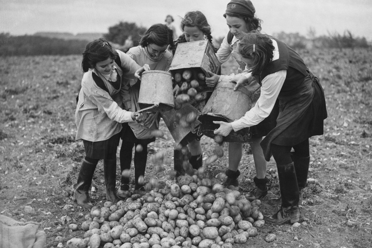 Евакуйовані британські школярки допомагають збирати картоплю, 1943 рік.