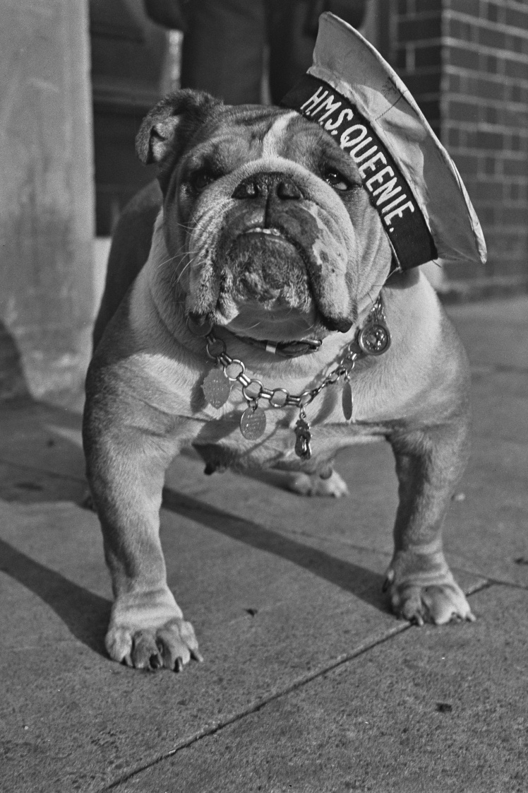 The mascot of the British Royal Navy is Queenie the bulldog, he often appeared in advertising for war bonds in England, December 1942.