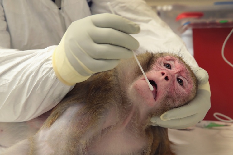 Специалист по исследованиям в Национальном исследовательском центре приматов штата Висконсин берет образец слюны у беременной макаки-резус, зараженной вирусом Зика, 28 июня 2016 года.