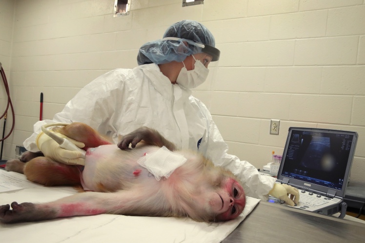 Сара Кон із Національного дослідницького центру приматів штату Вісконсин проводить ультразвукове дослідження вагітної макаки-резус, зараженої вірусом Зіка, 28 червня 2016 року.