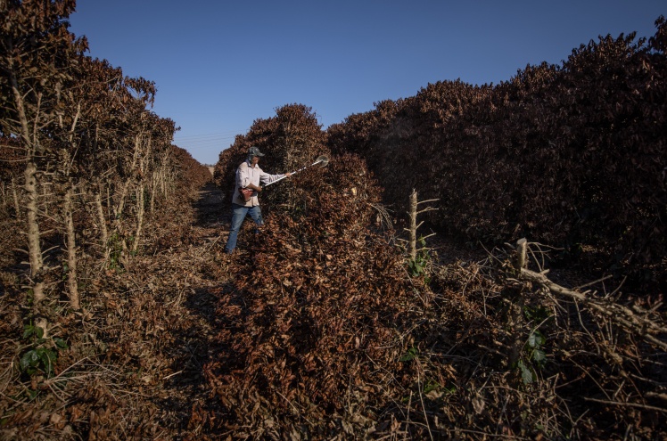 Фермер спилює пошкоджені морозом гілки кавових дерев. Бразилія, літо 2021 року.