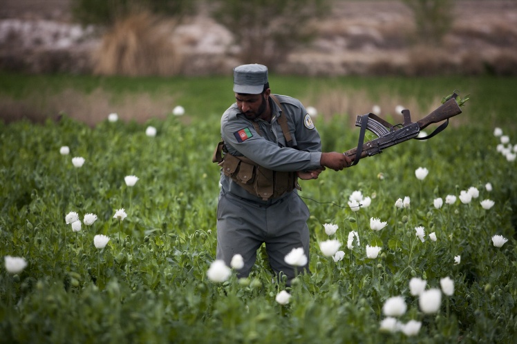 Афганские полицейские пытаются уничтожить урожай опиумного мака в провинции Гильменд, 14 марта 2013 года.