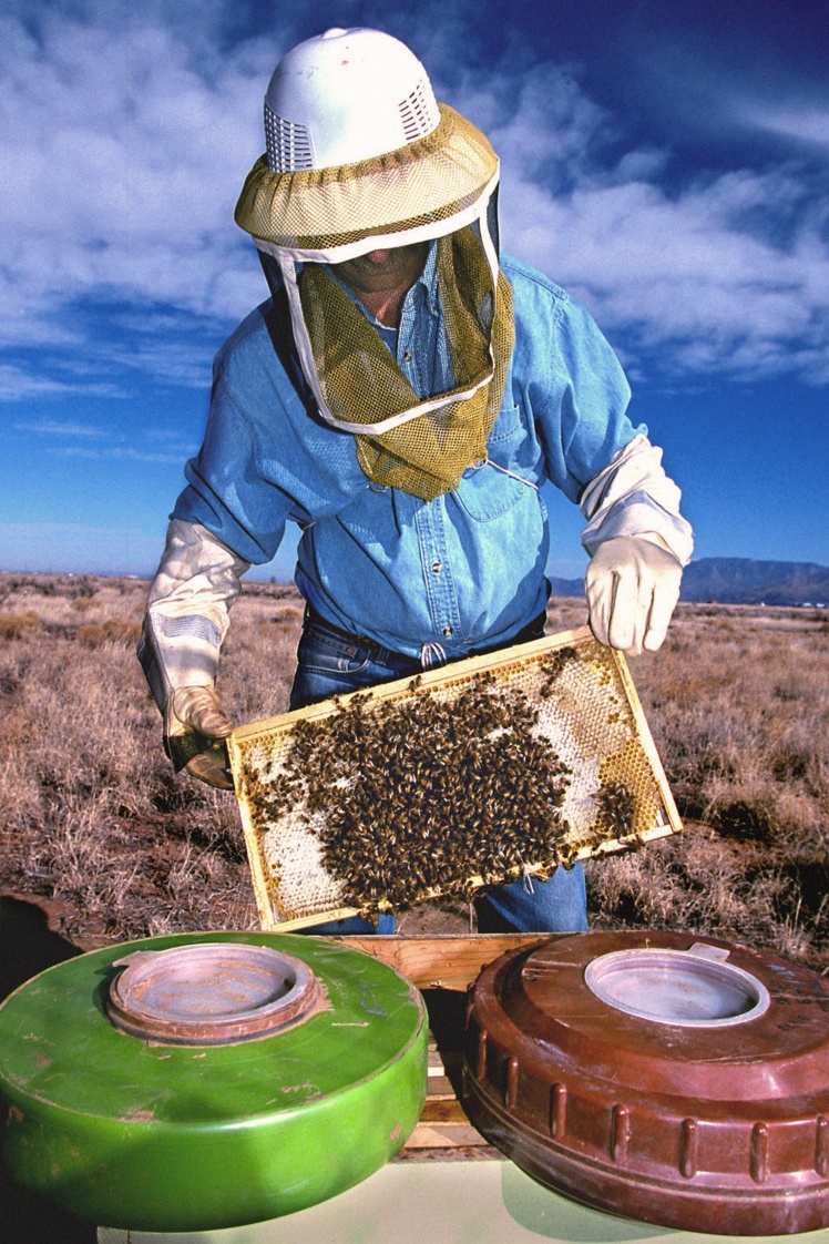 Исследователи из Сандийской национальной лаборатории в Нью-Мехико проводят эксперимент по обнаружению сухопутных мин с помощью пчел, 1 мая 1999 года.