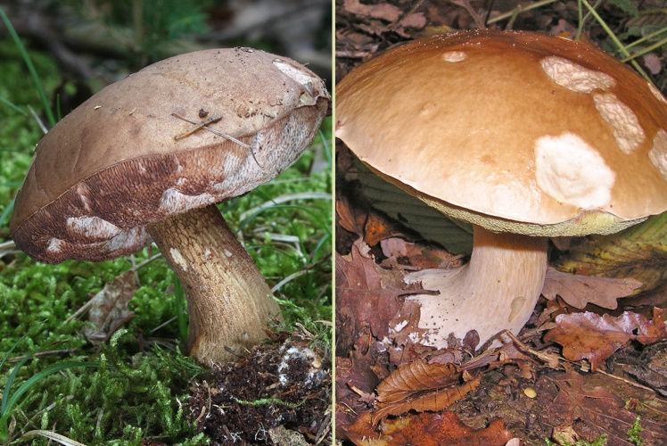 Зліва — неїстівний жовчний гриб, справа — білий.