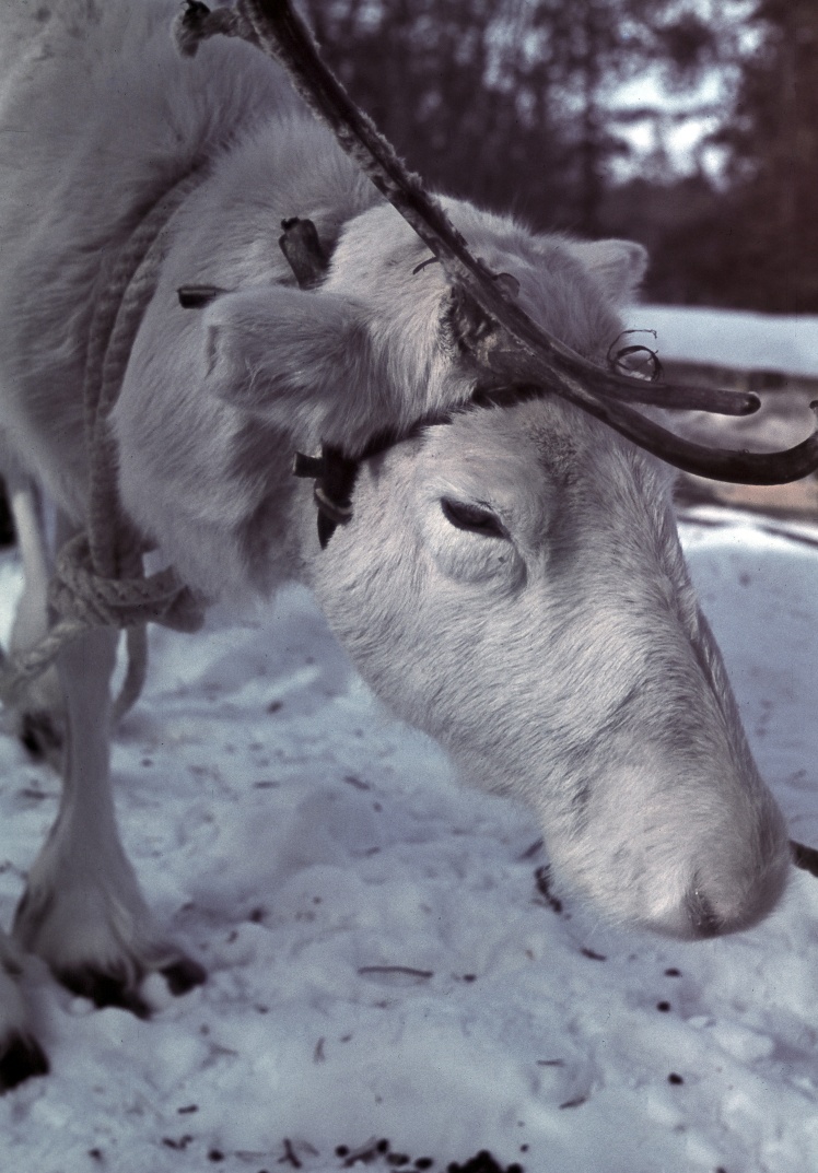 During the Winter War, Finnish guerrilla units often used deers for mobility.