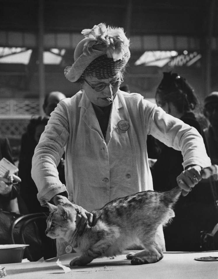 Судья осматривает кошку по имени Шейли Грей Найт на выставке в экспоцентре «Олимпия» в Лондоне, 1950 год.