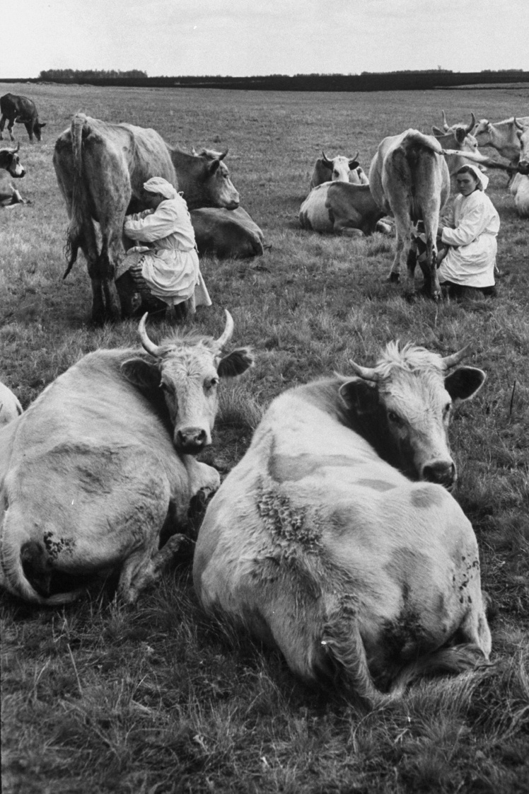 Soviet collective farm women milking cows, 1958.