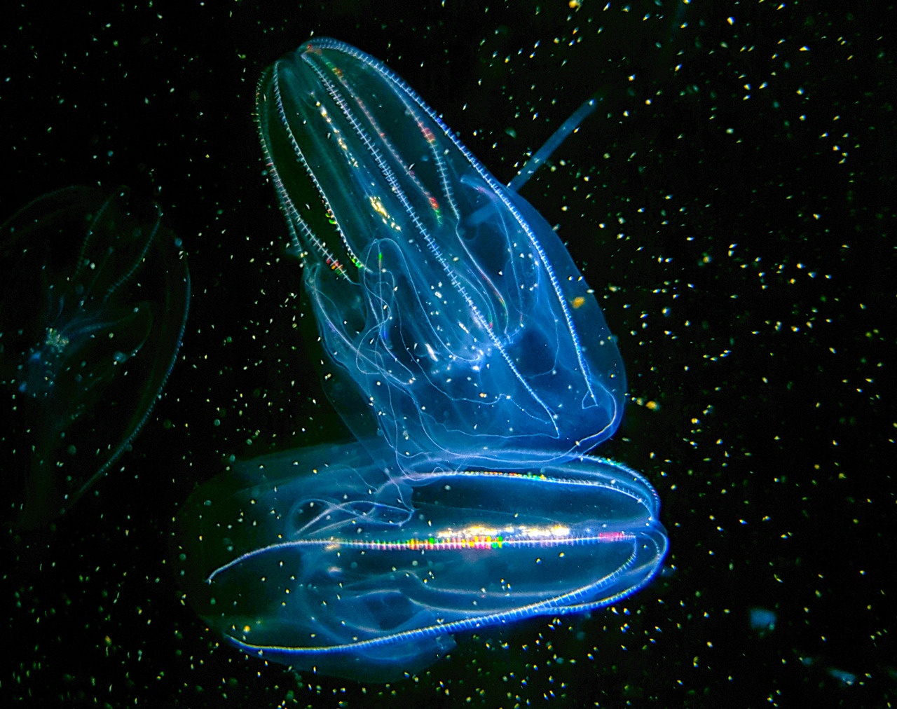 Праморські плоскі черви: найстаріші многоклітинні організми