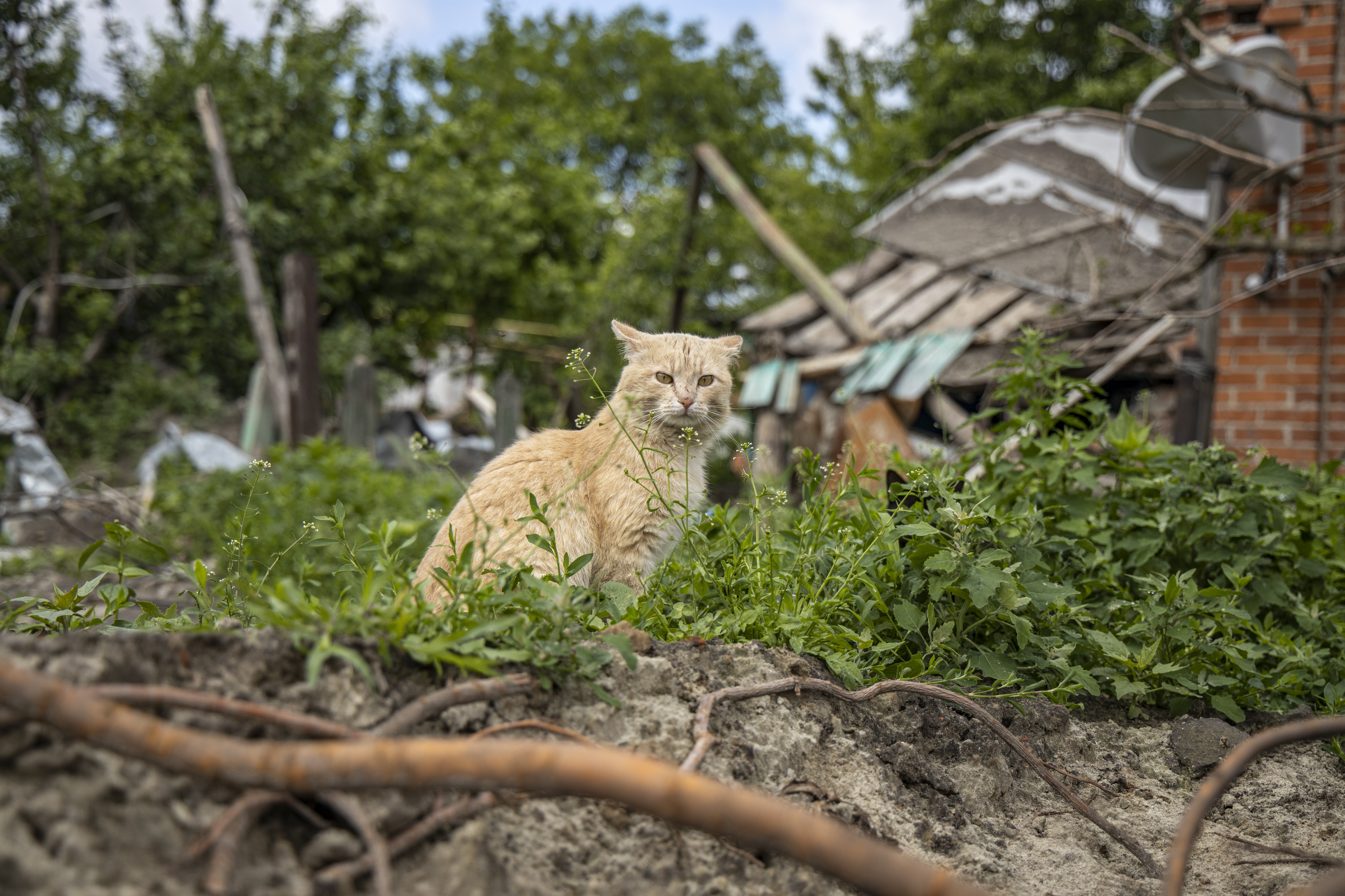 Occupation of Trostyanets — what is happening in Sumy Oblast — photo ...